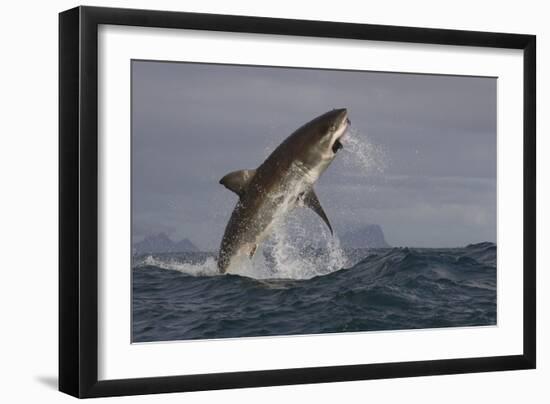 Great White Shark (Carcharodon Carcharias)-David Jenkins-Framed Photographic Print