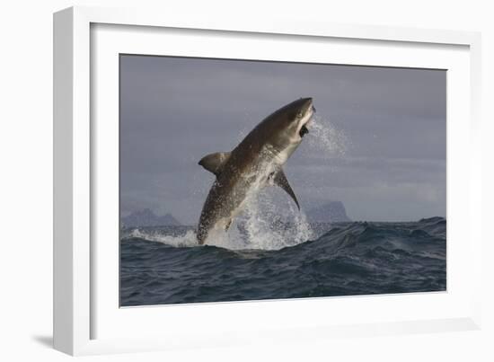 Great White Shark (Carcharodon Carcharias)-David Jenkins-Framed Photographic Print