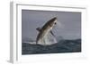 Great White Shark (Carcharodon Carcharias)-David Jenkins-Framed Photographic Print