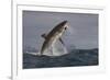 Great White Shark (Carcharodon Carcharias)-David Jenkins-Framed Photographic Print