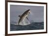 Great White Shark (Carcharodon Carcharias)-David Jenkins-Framed Photographic Print