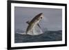 Great White Shark (Carcharodon Carcharias)-David Jenkins-Framed Photographic Print