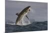 Great White Shark (Carcharodon Carcharias)-David Jenkins-Mounted Photographic Print