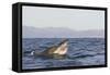 Great White Shark (Carcharodon Carcharias)-David Jenkins-Framed Stretched Canvas