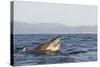 Great White Shark (Carcharodon Carcharias)-David Jenkins-Stretched Canvas