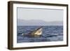 Great White Shark (Carcharodon Carcharias)-David Jenkins-Framed Photographic Print