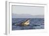 Great White Shark (Carcharodon Carcharias)-David Jenkins-Framed Photographic Print