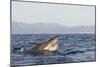 Great White Shark (Carcharodon Carcharias)-David Jenkins-Mounted Photographic Print