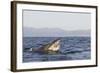 Great White Shark (Carcharodon Carcharias)-David Jenkins-Framed Photographic Print