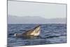 Great White Shark (Carcharodon Carcharias)-David Jenkins-Mounted Photographic Print