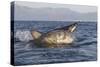 Great White Shark (Carcharodon Carcharias)-David Jenkins-Stretched Canvas