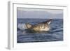 Great White Shark (Carcharodon Carcharias)-David Jenkins-Framed Photographic Print