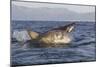 Great White Shark (Carcharodon Carcharias)-David Jenkins-Mounted Photographic Print