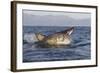 Great White Shark (Carcharodon Carcharias)-David Jenkins-Framed Photographic Print