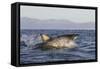 Great White Shark (Carcharodon Carcharias)-David Jenkins-Framed Stretched Canvas