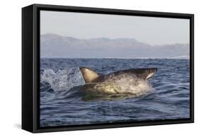 Great White Shark (Carcharodon Carcharias)-David Jenkins-Framed Stretched Canvas