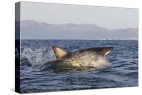 Great White Shark (Carcharodon Carcharias)-David Jenkins-Stretched Canvas