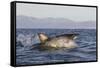 Great White Shark (Carcharodon Carcharias)-David Jenkins-Framed Stretched Canvas