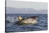 Great White Shark (Carcharodon Carcharias)-David Jenkins-Stretched Canvas