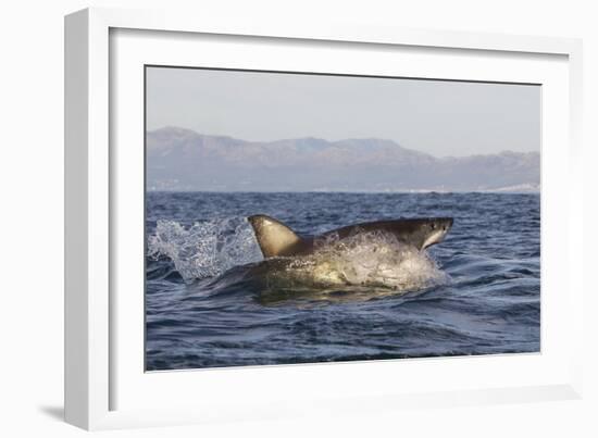 Great White Shark (Carcharodon Carcharias)-David Jenkins-Framed Photographic Print