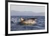 Great White Shark (Carcharodon Carcharias)-David Jenkins-Framed Photographic Print