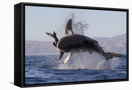 Great White Shark (Carcharodon Carcharias)-David Jenkins-Framed Stretched Canvas