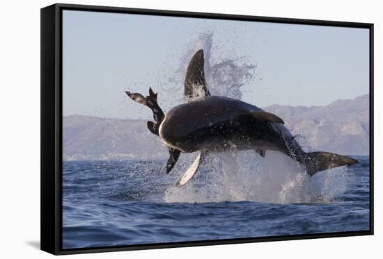 Great White Shark (Carcharodon Carcharias)-David Jenkins-Framed Stretched Canvas