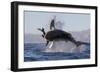 Great White Shark (Carcharodon Carcharias)-David Jenkins-Framed Photographic Print