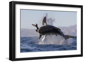 Great White Shark (Carcharodon Carcharias)-David Jenkins-Framed Photographic Print