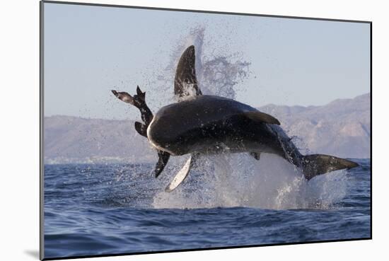 Great White Shark (Carcharodon Carcharias)-David Jenkins-Mounted Photographic Print