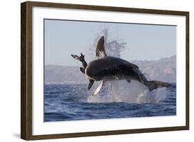 Great White Shark (Carcharodon Carcharias)-David Jenkins-Framed Photographic Print