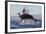 Great White Shark (Carcharodon Carcharias)-David Jenkins-Framed Photographic Print