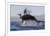 Great White Shark (Carcharodon Carcharias)-David Jenkins-Framed Photographic Print