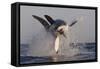 Great White Shark (Carcharodon Carcharias)-David Jenkins-Framed Stretched Canvas