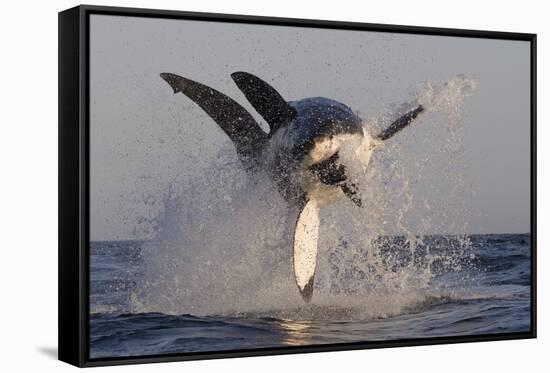 Great White Shark (Carcharodon Carcharias)-David Jenkins-Framed Stretched Canvas