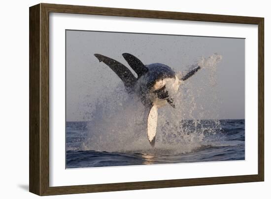 Great White Shark (Carcharodon Carcharias)-David Jenkins-Framed Photographic Print