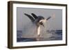 Great White Shark (Carcharodon Carcharias)-David Jenkins-Framed Photographic Print