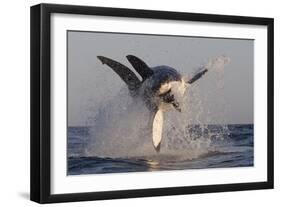 Great White Shark (Carcharodon Carcharias)-David Jenkins-Framed Photographic Print