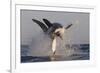 Great White Shark (Carcharodon Carcharias)-David Jenkins-Framed Photographic Print