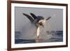 Great White Shark (Carcharodon Carcharias)-David Jenkins-Framed Photographic Print