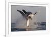 Great White Shark (Carcharodon Carcharias)-David Jenkins-Framed Photographic Print