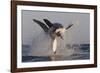 Great White Shark (Carcharodon Carcharias)-David Jenkins-Framed Photographic Print