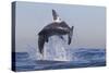 Great White Shark (Carcharodon Carcharias)-David Jenkins-Stretched Canvas