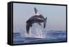 Great White Shark (Carcharodon Carcharias)-David Jenkins-Framed Stretched Canvas