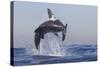 Great White Shark (Carcharodon Carcharias)-David Jenkins-Stretched Canvas