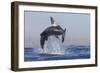 Great White Shark (Carcharodon Carcharias)-David Jenkins-Framed Photographic Print