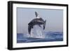Great White Shark (Carcharodon Carcharias)-David Jenkins-Framed Photographic Print