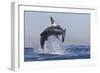 Great White Shark (Carcharodon Carcharias)-David Jenkins-Framed Photographic Print