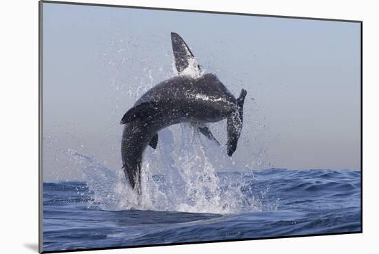 Great White Shark (Carcharodon Carcharias)-David Jenkins-Mounted Photographic Print