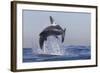 Great White Shark (Carcharodon Carcharias)-David Jenkins-Framed Photographic Print